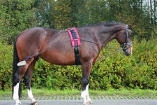 QHP Longiertrainingssystem