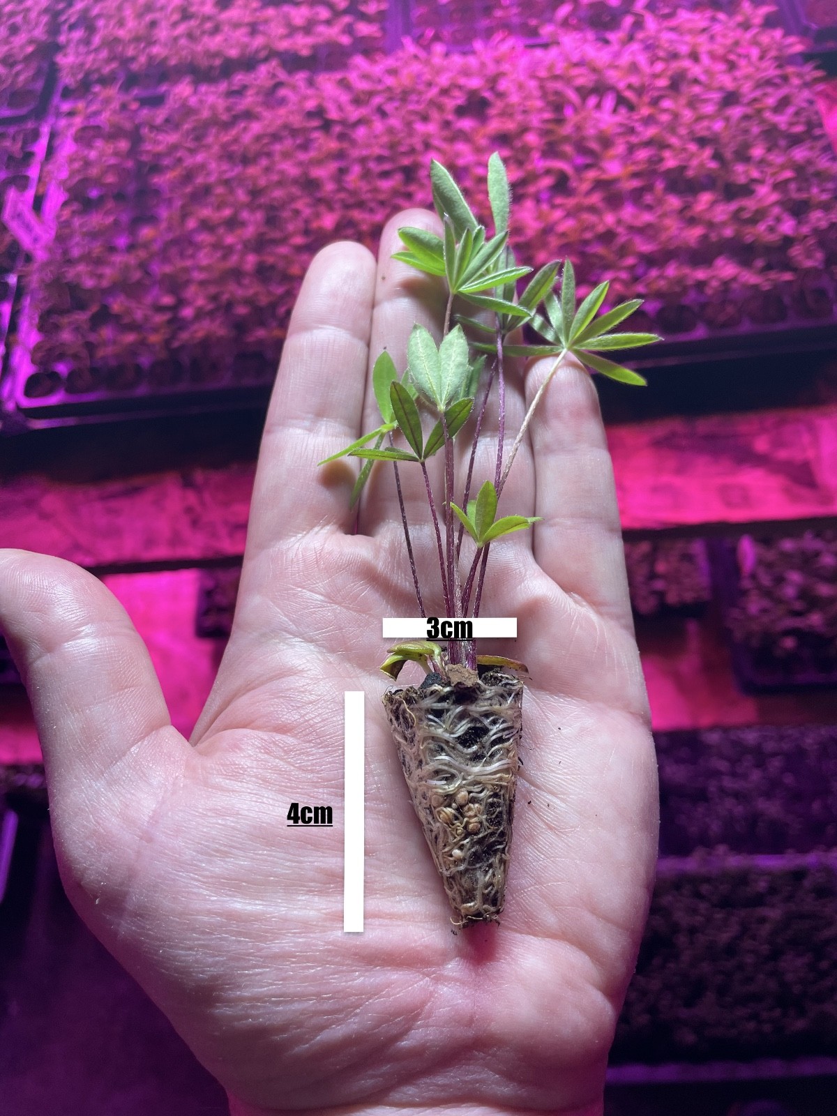 6 X Lupin (The. Governor) BLUE Perennial Plug Plants. | eBay UK