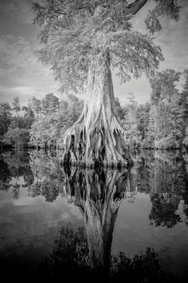 Reflection of Expansive Tree Roots in River Photo Art Print Poster 12x18