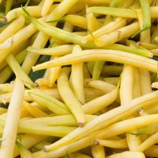 Golden Wax Bean Seeds 50 Ct Bush Yellow Bean Stringless Vegetable NON-GMO USA