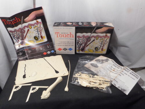 Model Kit of Anatomy of Touch - Picture 1 of 1