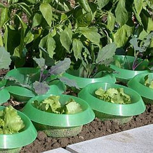 Slug Collars (Pack of 6) - Plant Protection from Slug & Snails