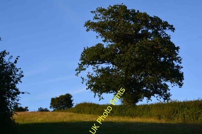 Photo A2 Mid Devon : Grassy Field Upton Hellions A grassy field in the M c2016