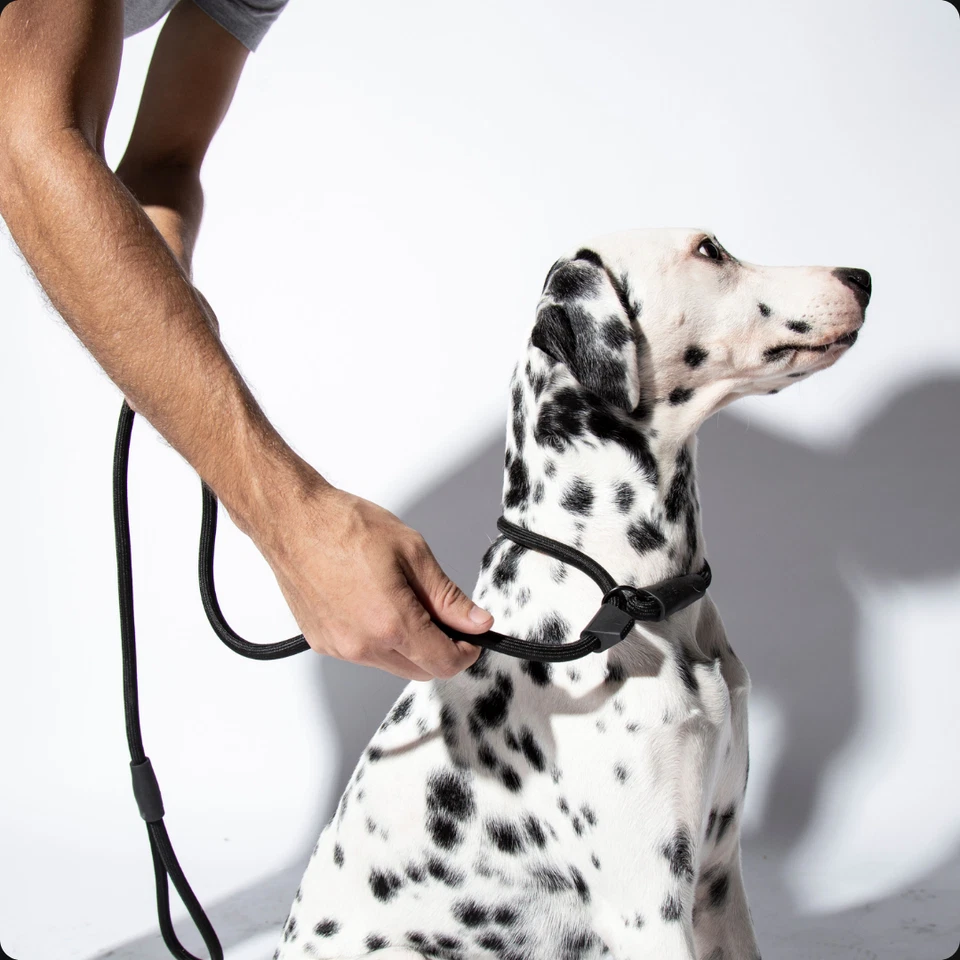 Zee.Dog | Correa para perro de entrenamiento negra sin cordones Gotham | Cuerda deslizante para perro | 2 en 1 Foto 2 de 4