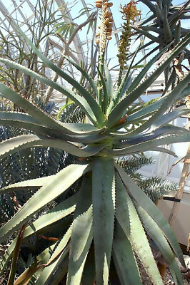 kann aloe vera gel schlecht werden DR. SCHELLER ALOE VERA GEL