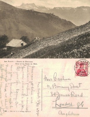 Alte Postkarte - Les Avants Schweiz Narzissenfelder Dents du Midi POSTED