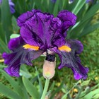 Border Bearded Iris Rhizome "LADY OF THE NIGHT"  Paul Black  2007  AWARDS! — photo 2