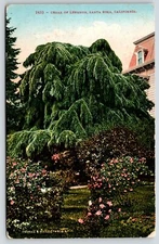 Santa Rosa California~Thick Cedar Of Lebanon~In Luther Burbank's Garden~c1910
