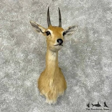 #31306 EL | Central Oribi Taxidermy Shoulder Mount For Sale