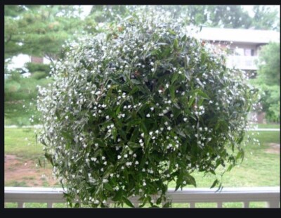 Bridal Veil Plant Home Garden Gumtree Australia Free Local Classifieds