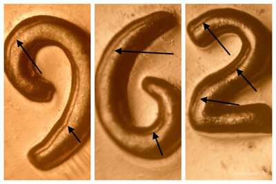 1962 Proof DDO-??? Doubled Die Obverse Nice Proof Red Lincoln Memorial Cent#2F