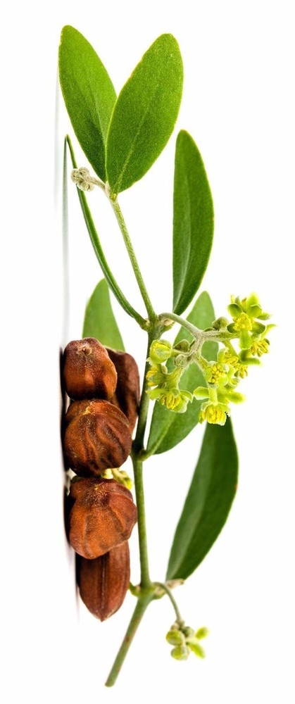 100% Pure Natural Jojoba Massage Oil Colorless Odorless 1 lb