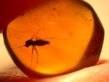 Blood Sucking Midge in Burmite Burmese Amber Fossil Fed on Dinosaur Blood?