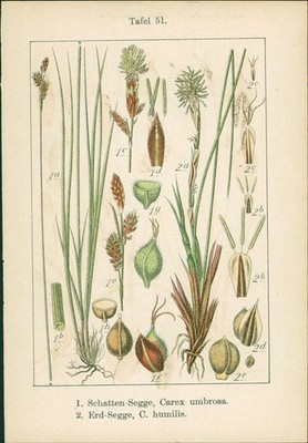 Lithographie: 1. Schatten-Segge, Carex umbrosa. 2. Erd-Segge, C. humilis. 1. Gru