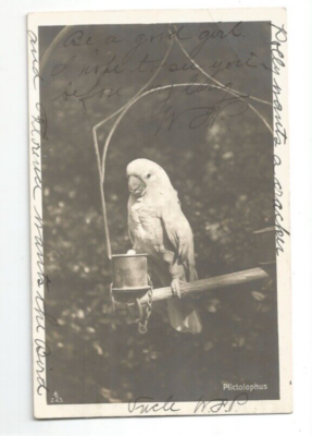 RPPC Parakeet PARROT POLLY PM Ticonderoga, New York REAL PHOTO