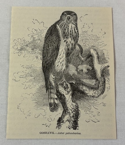 1885 book engraving ~ GOSHAWK