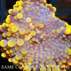 Corals of Eden ~ NON WYSIWYG Live Coral Frag ~ CB King Kong Bounce Mushroom .5'' — photo 2