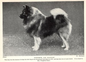 Keeshond "Kendrick" - 1934 Vintage Dog Art "Photo" Print - CUSTOM MATTED