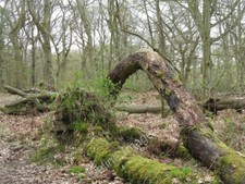Photo 6x4 Fallen oak with honey fungus Westfield/NS9372 One of many tree c2010