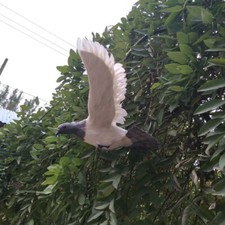 simulation pigeons toy plastic fur wings dove doll bird gift about 36x28cm