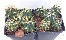 Cactus Plant--Ferocactus wislizenii--Large Barrel Species--ONE Sdling from Pot!