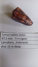 Conus  nobilis victor  47,5 mm   F+++/gem