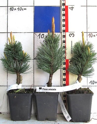 Fuchsschwanzkiefer / Pinus aristata , selten / Rarität