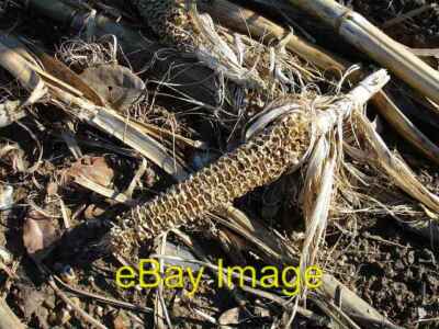 Foto 6x4 leerer Maiskolben am Feldrand Link um 2007