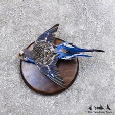 #18581 E | Parakeet Taxidermy Bird Mount For Sale