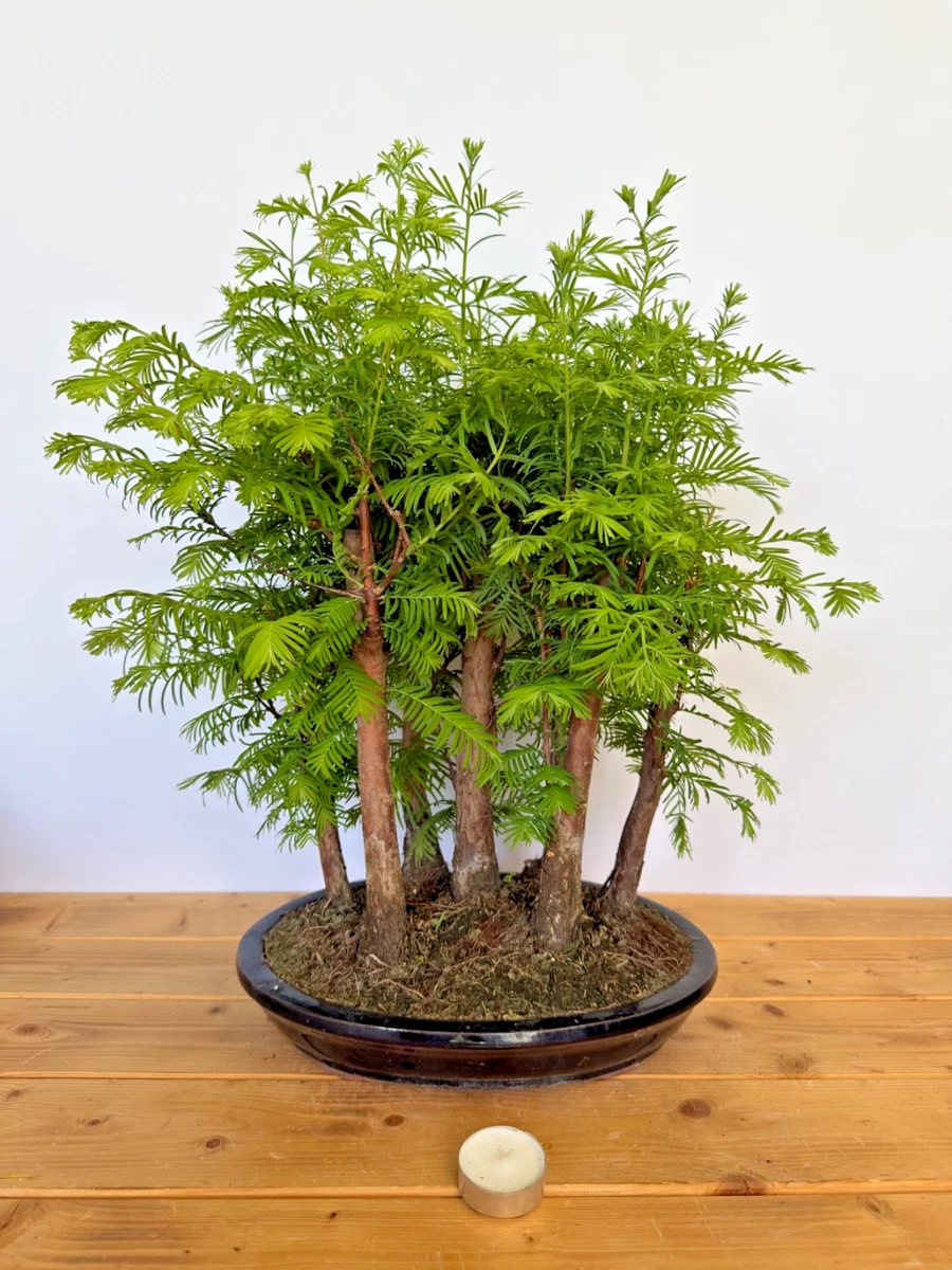 meine bonsai.de Green Home Bonsai Bundle main image 0