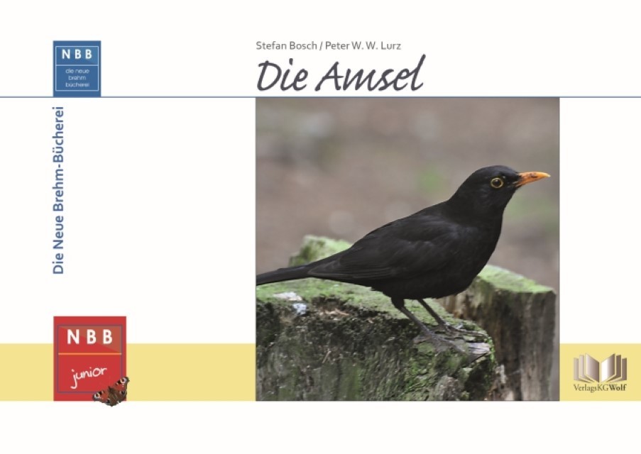 Die Amsel Stefan Bosch