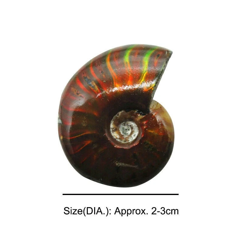 Natural Crystal Iridescent Ammonite Ammolite Facet Specimen Fossil Madagascar @ - Image 3 of 4