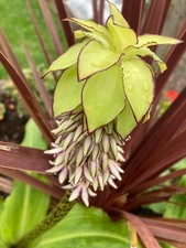 Two Two-Colour Pineapple Lily Bulbs (Eucomis bicolor) Free UK Postage