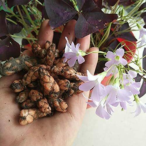 Oxalis Triangularis 10 Bulbs - Purple Shamrocks Lucky Lovely Flowers Bulbs... - Picture 4 of 4