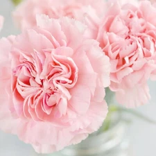 La France Carnation Seeds | 50 - 1,000 Seeds | Non-GMO | Free Shipping | 1252