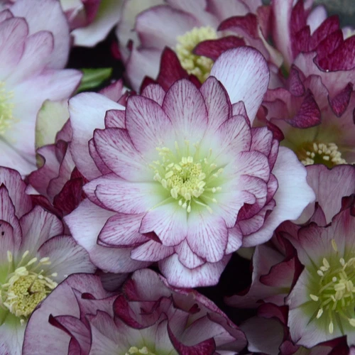 Hellebore 'Blushing Bridesmaid' - Wedding Party® Series. Shipped trimmed