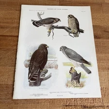 1914 Book Plate #48 Birds of New York Louis Agassiz Fuertes Hawks