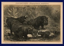 Litografia anno 1904 - Ippopotamo Happy Hippopotamo Ippopotamo Stampa Animale