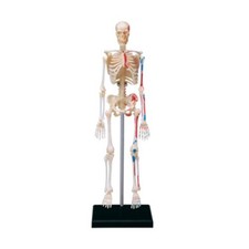 Mini Full Body Human Skeleton Anatomy Model fit for Doctors, Students Study