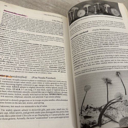 Mushrooms Demystified by David Arora (1986, Trade Paperback) - Picture 9 of 12