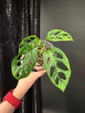 Monstera Acuminata Albo No Variegation , Rooted Plant, Exact Plant, US Seller