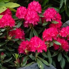 ova Zembla Red Flowering Rhododendron Broadleaf Evergreen Starter