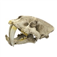Smilodon Saber Toothed Tiger Skull 1:1 Replica Skull Resin Skull Model 3