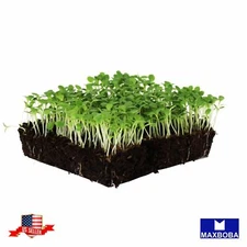 3200 Lettuce Seeds Microgreens Non-GMO Heirloom