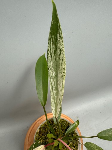 Philodendron joepii albo abigarrado RARO / RARO - Imagen 3 de 7