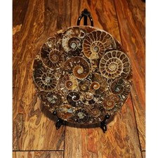Polished Ammonite Fossil Disc Round Natural Stone Specimen Home Decor
