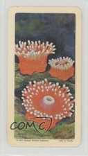 1971 Brooke Bond Red Rose Exploring the Ocean Tea Sea Anemone #24 1d0j