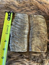 MERINO RAM HORN KNIFE HANDLE MATERIAL  Lg BLANK SCALES 5” x 2 1/8 x 3/8” (ME6)