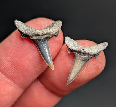 #ad #ad Gorgeous Gemmy Pair Of Sand Tiger Shark Teeth BV Florida Quality $26.77