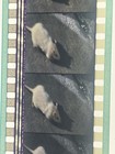 35mm Film Theatrical Trailer - Willard (2003) - SCOPE — photo 1